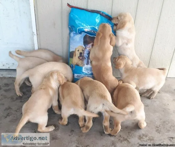 Golden Retriever puppies (microchipped)