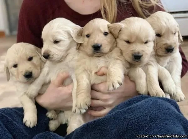 10 weeks old Golden Retriever puppy