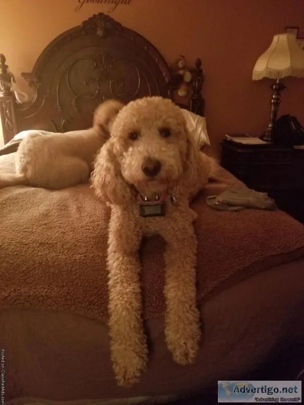 Goldendoodle F1b Males