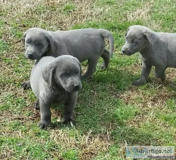 AKC SILVER and Charcoal Labrador Retriever pups