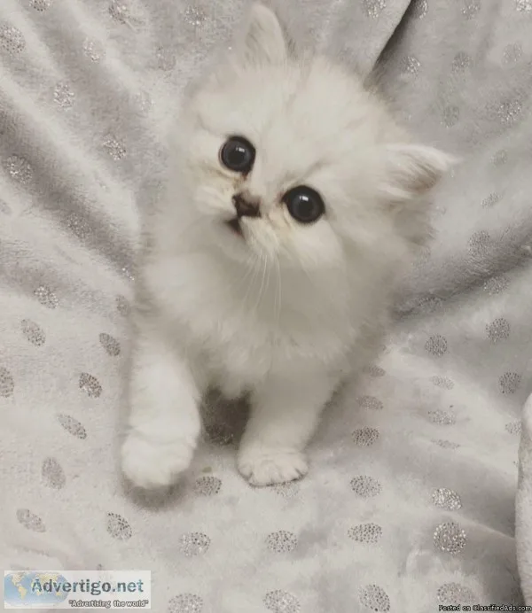 All White Persian Kitten