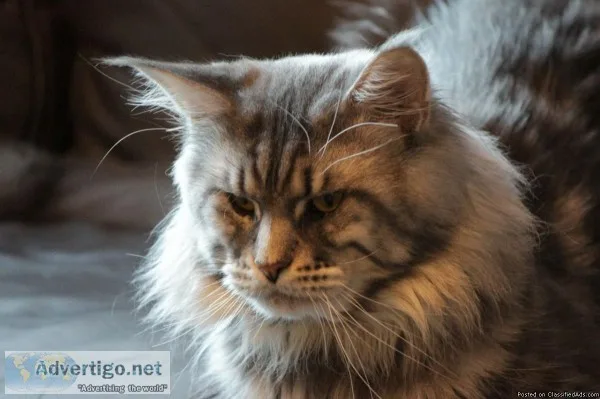Charming Maine Coon Kitten For Sale