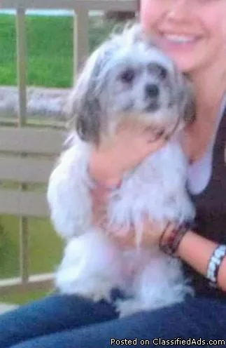 Lost dog