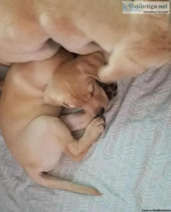 Akc yellow labrador Retriever