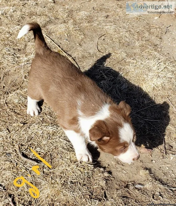 Border  Collie
