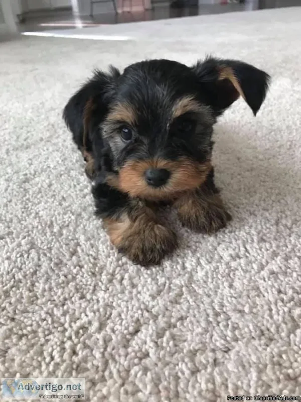 2 baby Yorkie puppies 12 weeks old EaCH