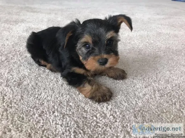 Male and female Yorkie puppies for re homing