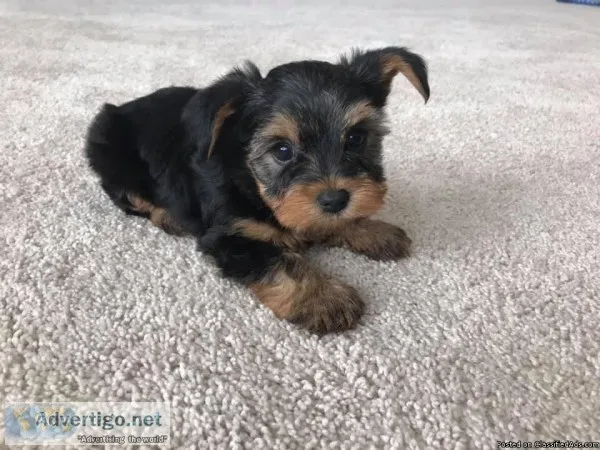 AKC Yorkie