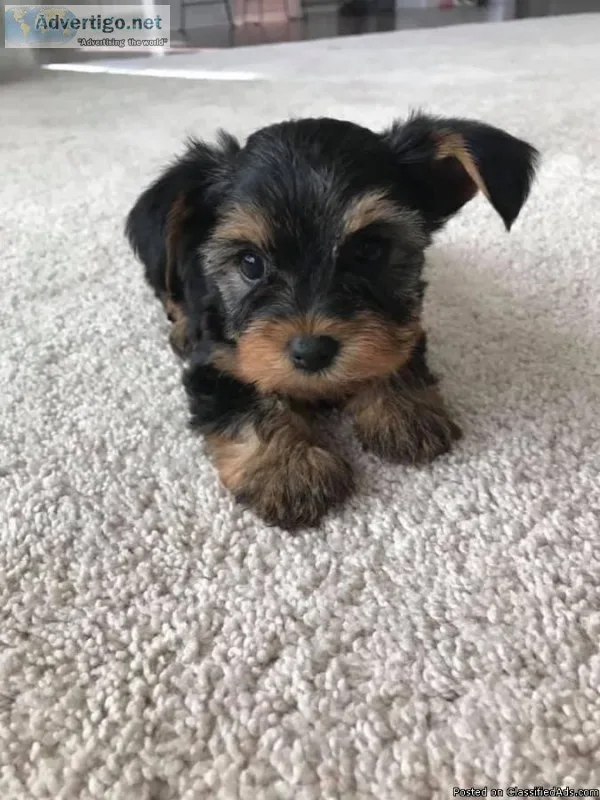 Gentle Yorkie babies need new homes