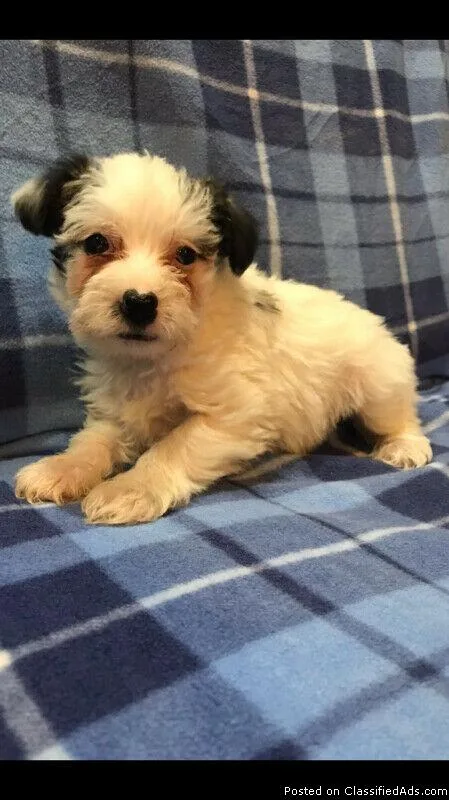 Miniature schnauzers for sale