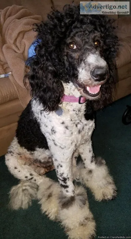 Black and white labradoodle puppies
