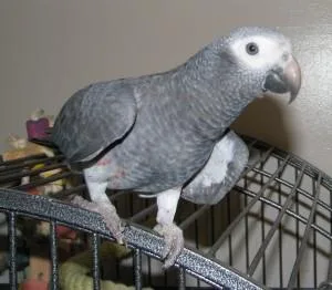 Baby African Grey Parrots Ready Soon