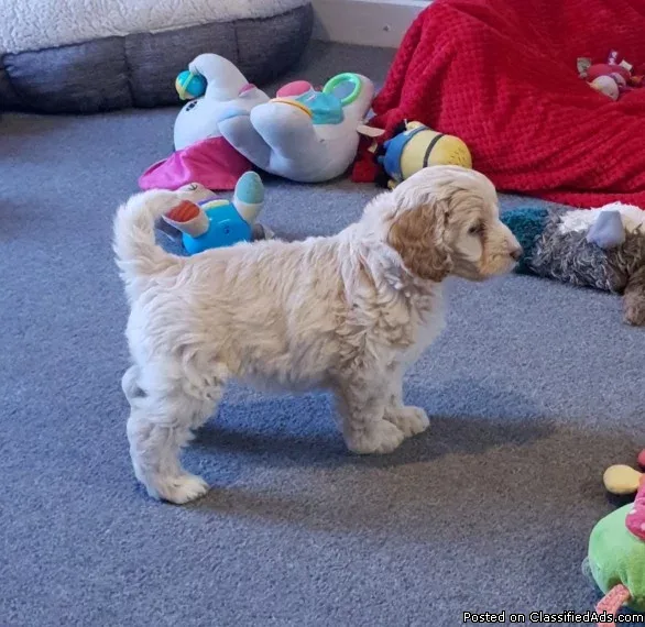 ADORABLE COCKERPOO PUPPIES FOR ADOPTION
