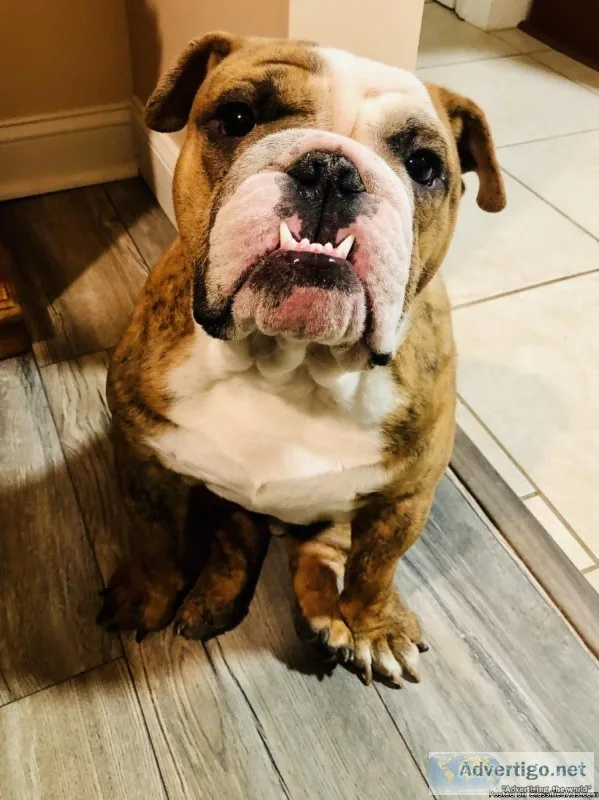 1 year old-Male English Bulldog