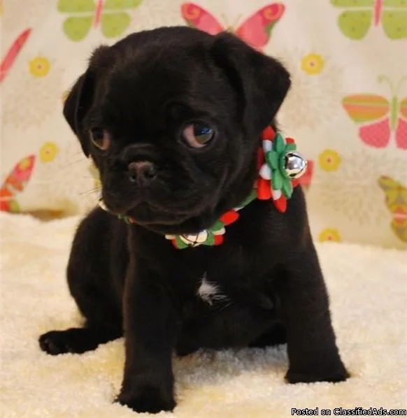 Beautiful and healthy pug Puppies for sale.