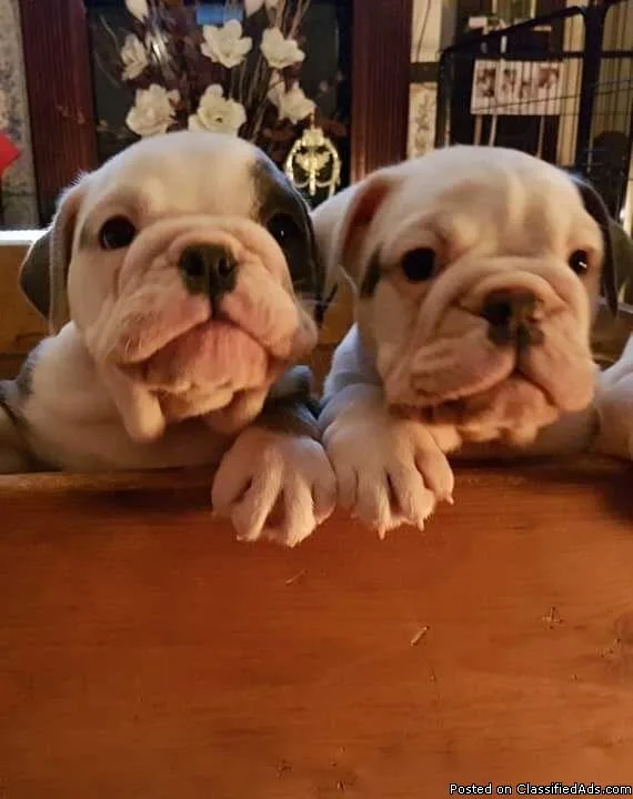 English bulldog puppies