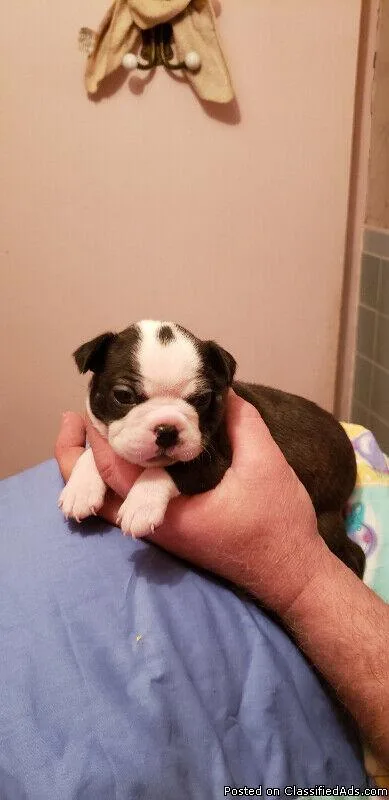 BEAUTIFUL BOSTON TERRIER PUPS