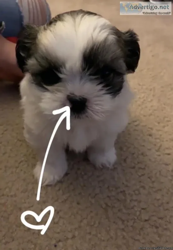 Miguel