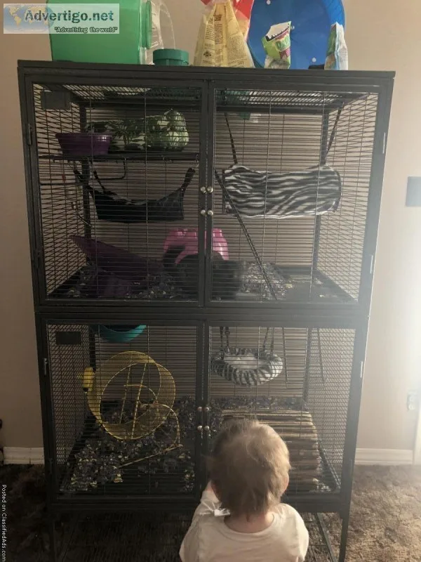 Female chinchilla with large cage and a ton of accessories