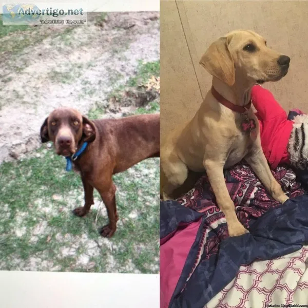 Missing two dogs
