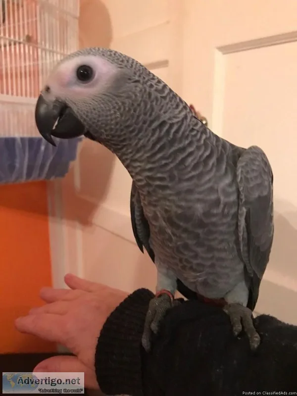 African Grey Parrots