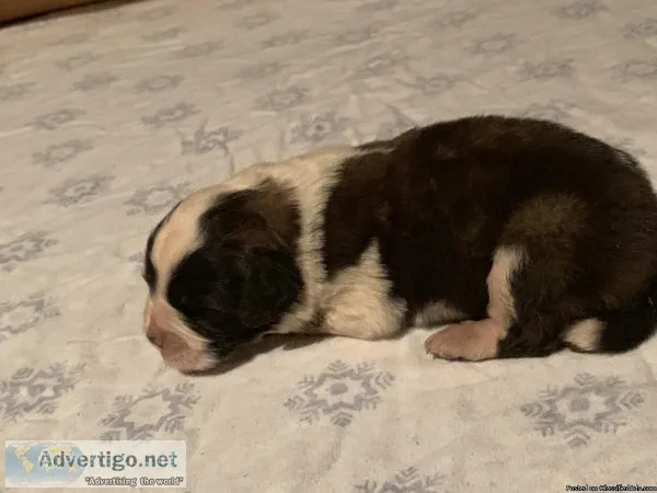 Female Saint Bernard