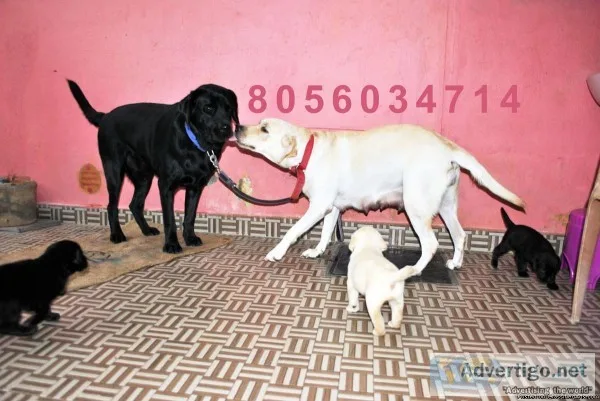 Apple head labrador high bird s puppies for sale