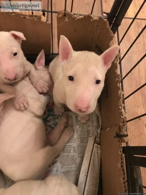 Stunning English Bull Terrier