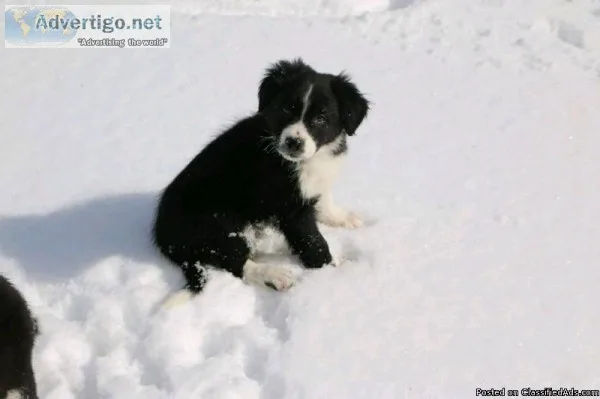 Border Collies puppies