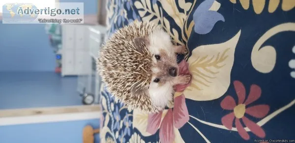 Female Hedgehog