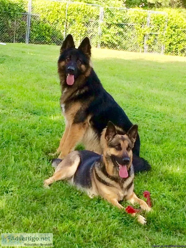 Registered German Shepherd Pups