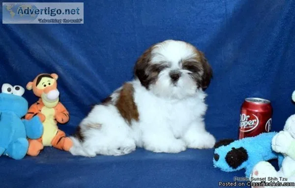 AKC SHih Tzu Boys CH. Dam CH. Sire
