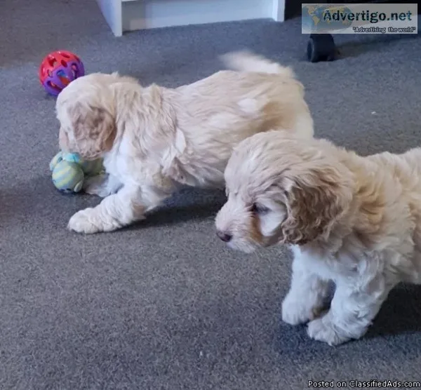 ADORABLE COCKERPOO PUPPIES FOR ADOPTION