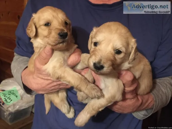 Goldendoodle puppies