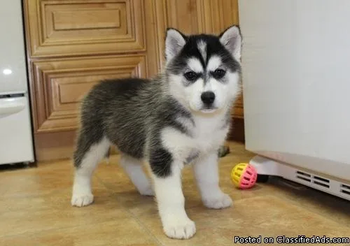 Pure Breed Siberian Husky Puppies