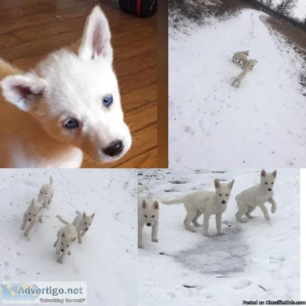 Belgian malinois Siberian husky puppies