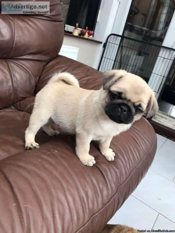 Perbreed fawn pug