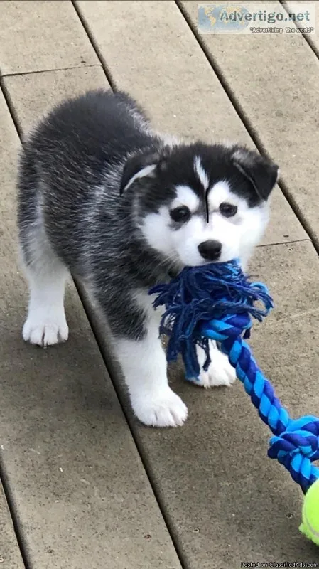 CUTE AKC REGISTERE SIBERIAN HUSKY PUPPIES FOR REHOMING