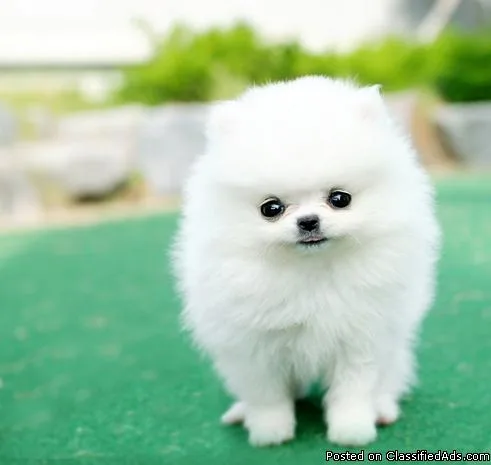 Adorable Pomeranian FREE