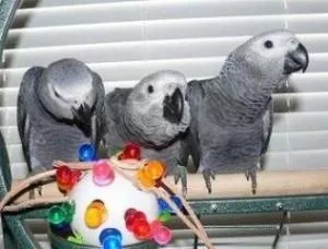 African Grey Parrots