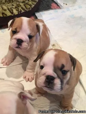 Lovely English Bulldog puppies