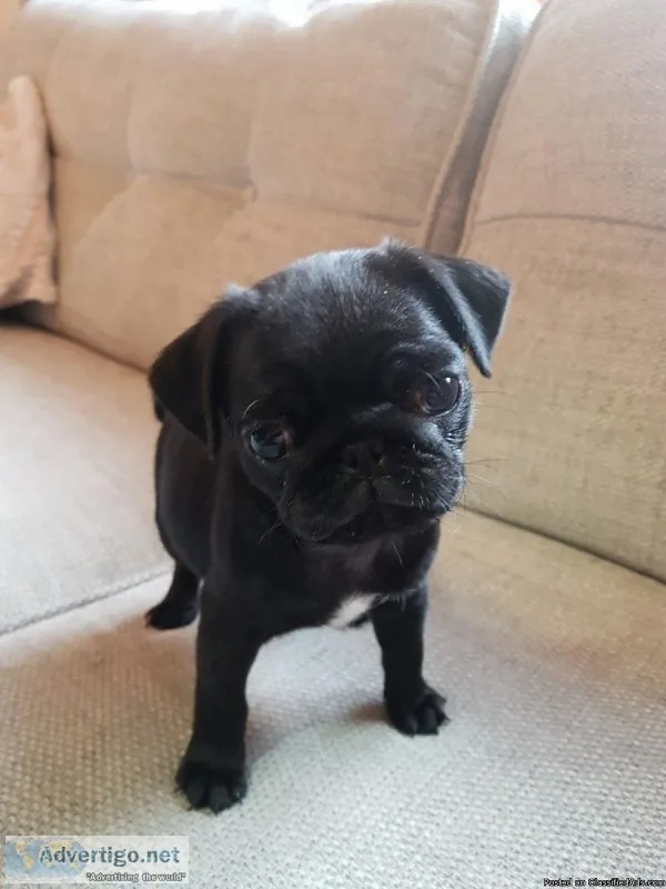 Male And Female Pug Puppies Seeking Forever Homes