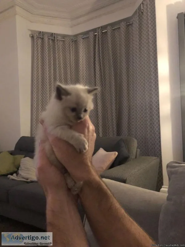 Cute and Lovely Home Raised Ragdoll Kittens.