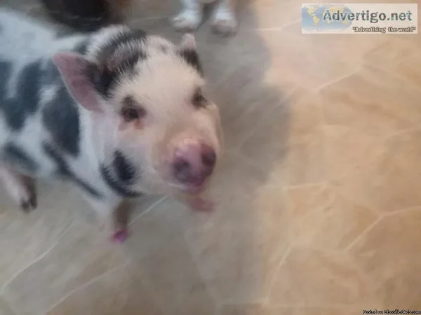 Pot-Bellied PIG