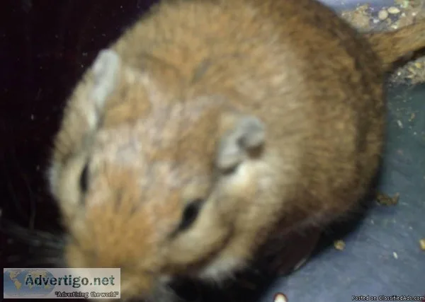 Female Gerbil