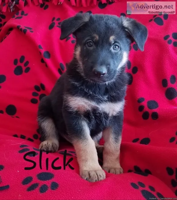 German Shepherd puppies