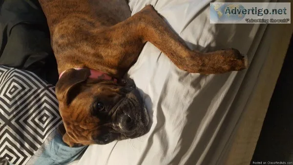 Girl american bulldog needs home asap