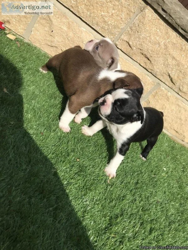 Akc Boston Terrier Quality pedigree