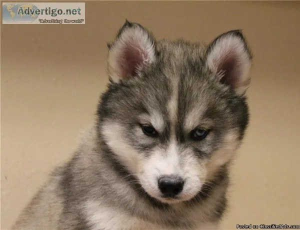 Laborer - Landfill - 19000322