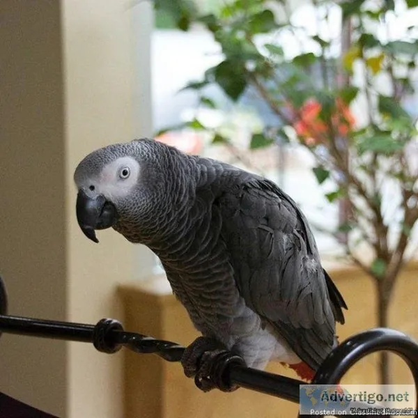 African Grey Parrots